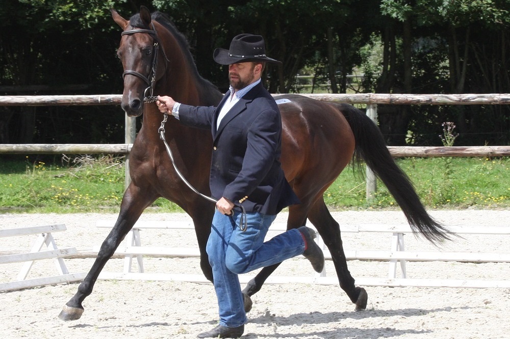 Expat Morgans leading sport stud farm in Europe